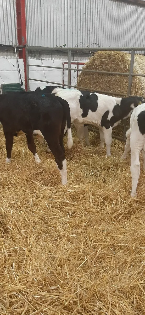 Fr calves for sale - Image 3