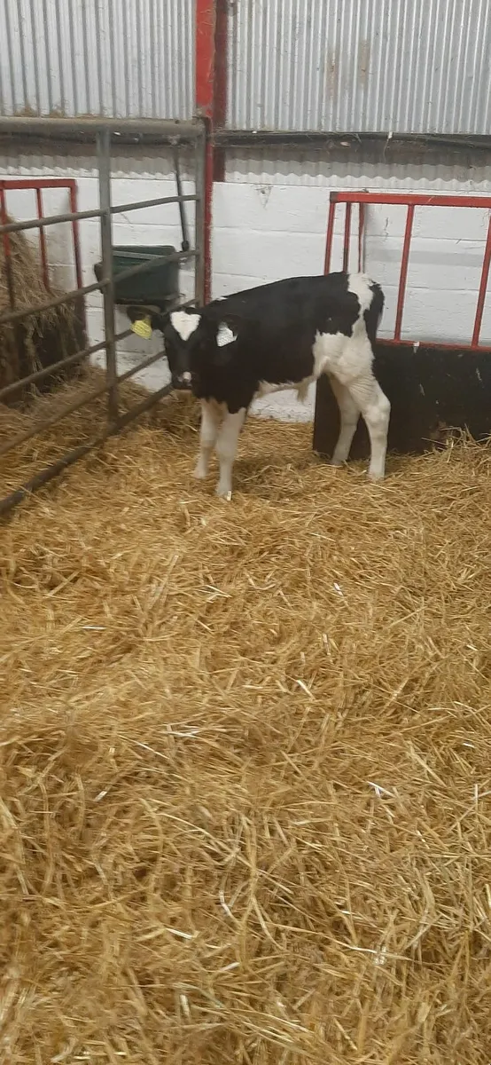 Fr calves for sale - Image 4