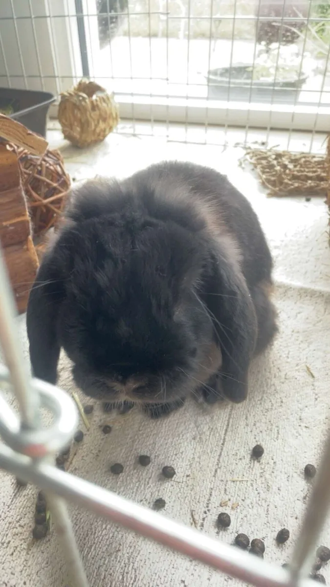lop rabbit with large pen - Image 1