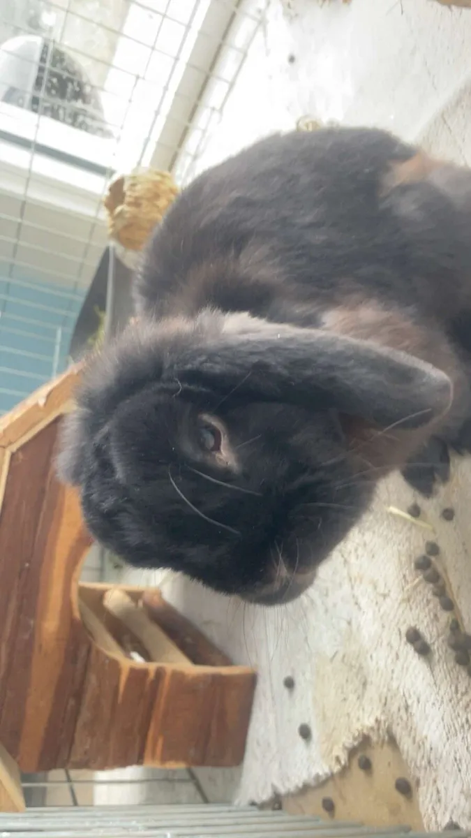 lop rabbit with large pen - Image 2