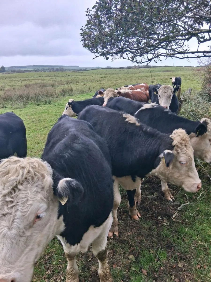 Hereford bullocks - Image 1