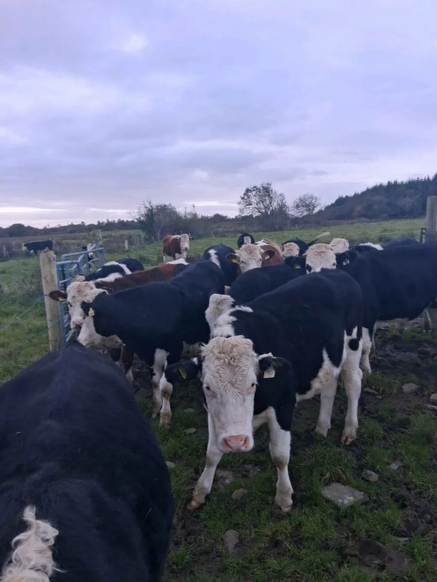 Hereford bullocks - Image 2