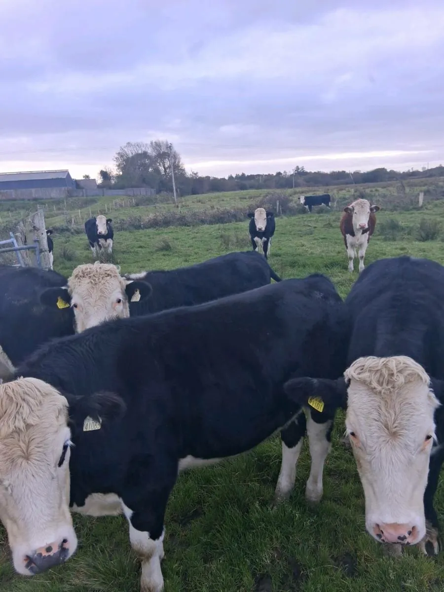 Hereford bullocks - Image 3
