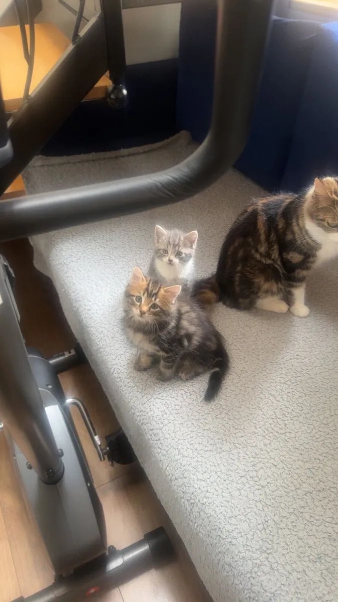 Kittens - Image 4