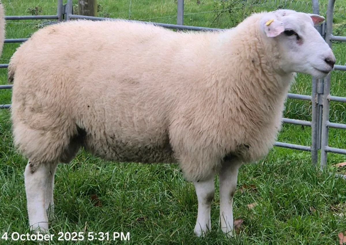 One Pedigree Belclare Ram Lamb (Non Sis ) - Image 1
