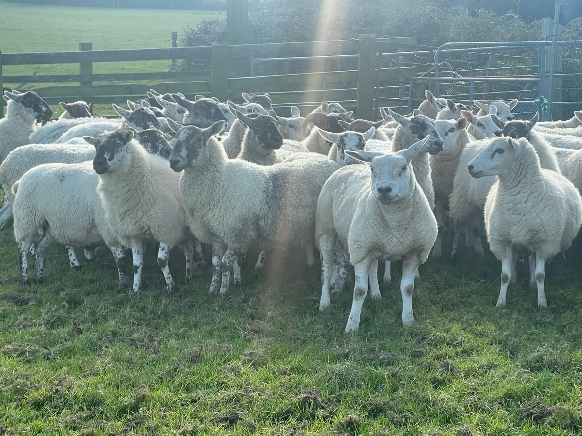 50 hogget ewes - Image 1