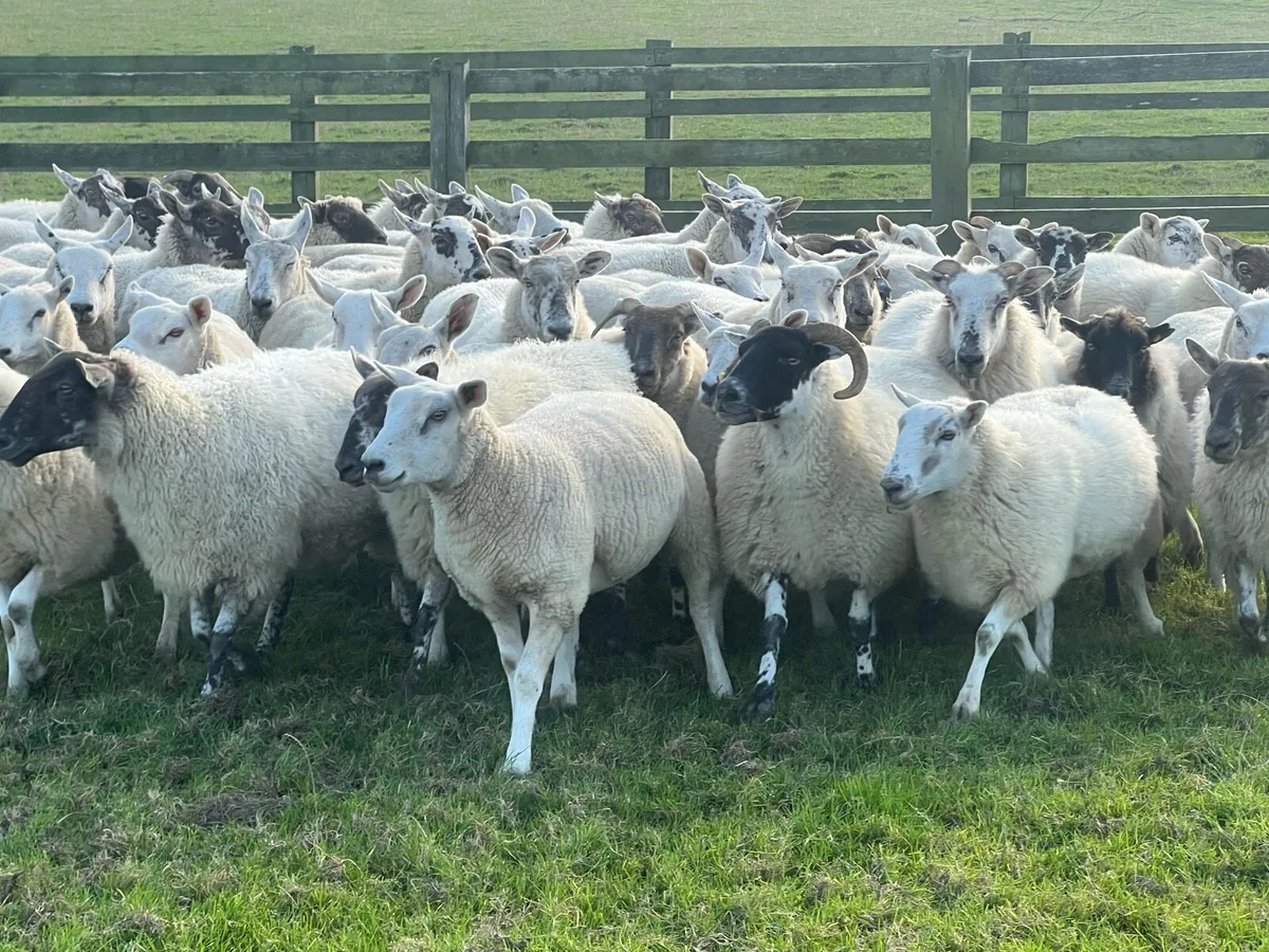 50 hogget ewes - Image 2