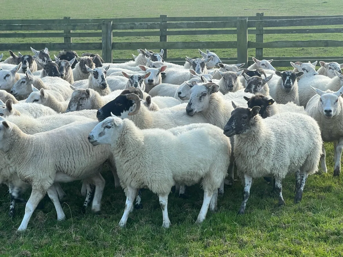 50 hogget ewes - Image 3