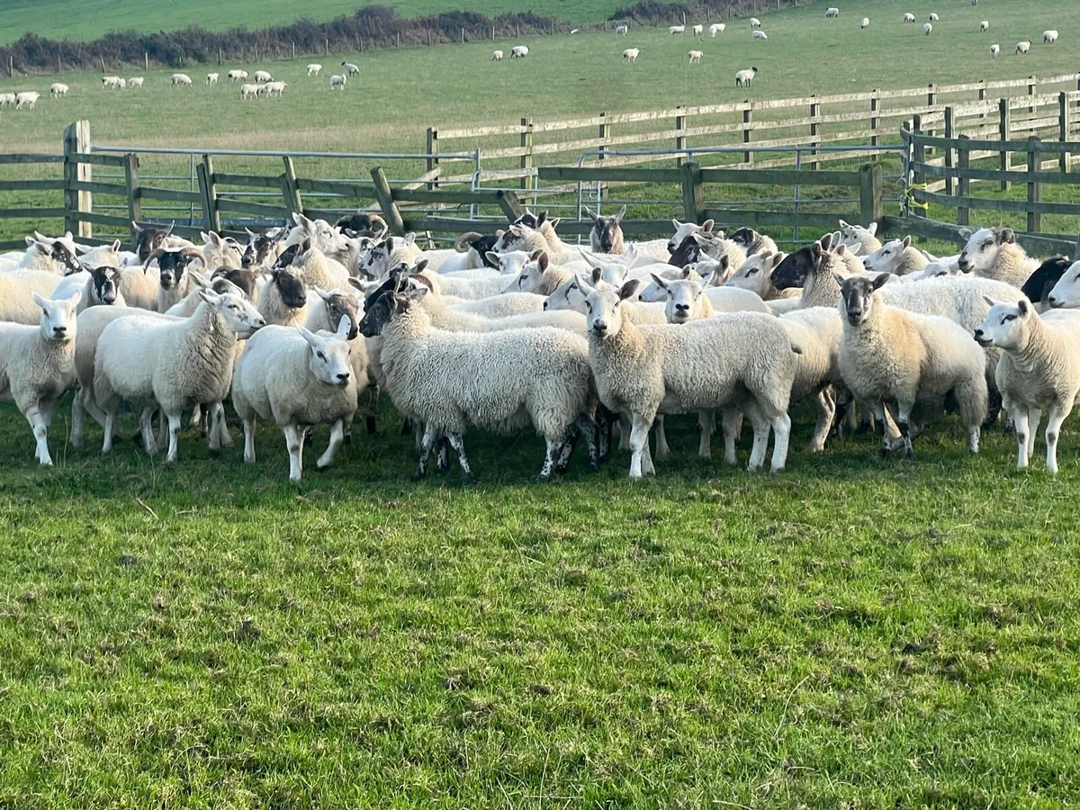 50 hogget ewes - Image 4