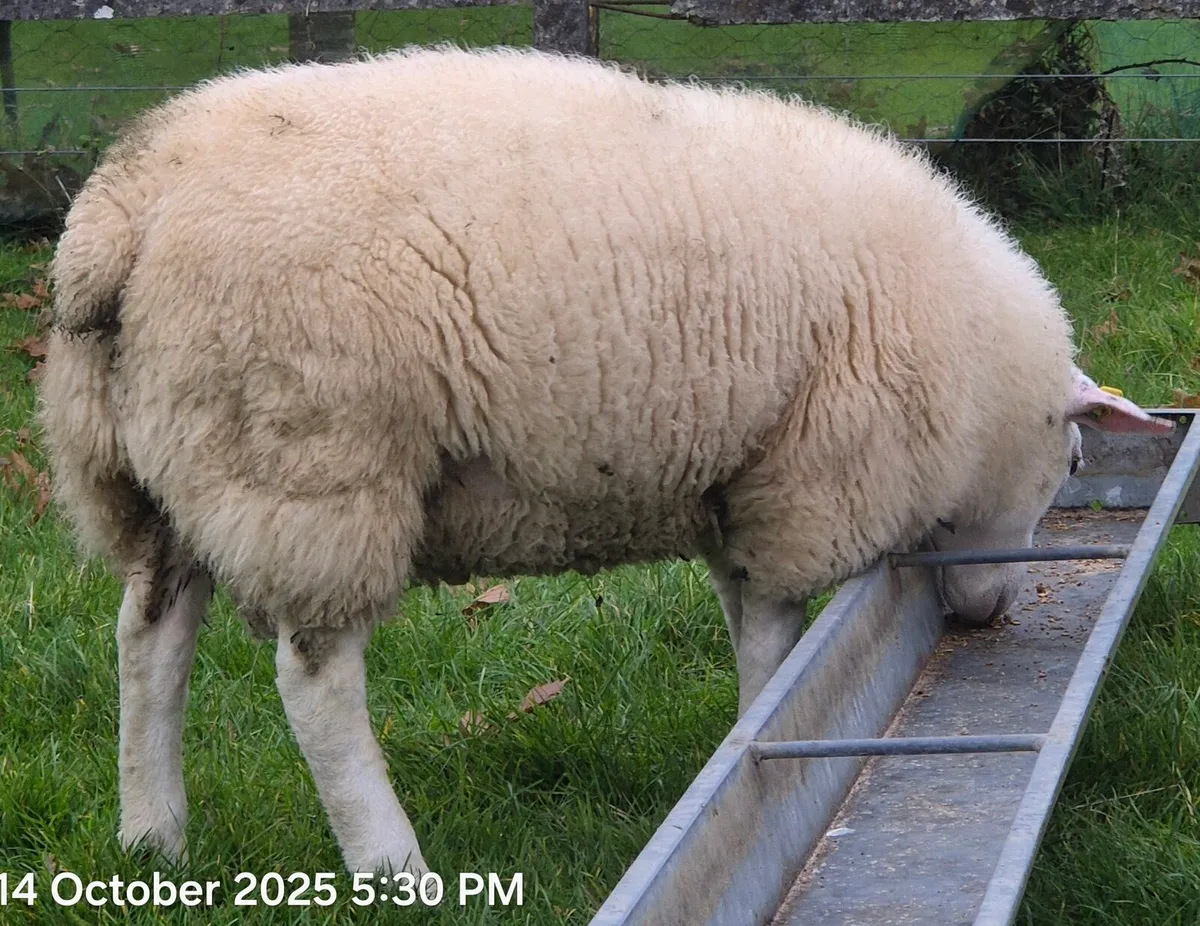 One Pedigree Belclare Ram Lamb (Non Sis ) - Image 2
