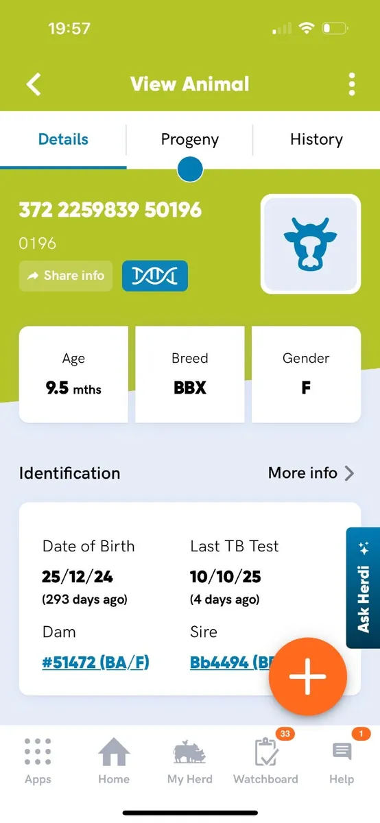 Heifer - Image 2