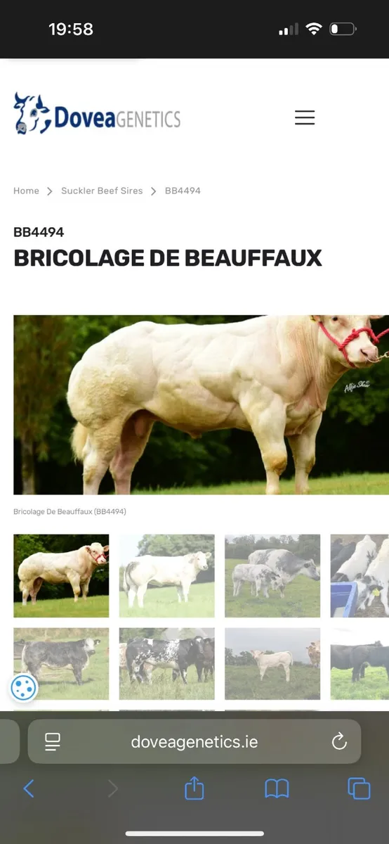 Heifer - Image 3