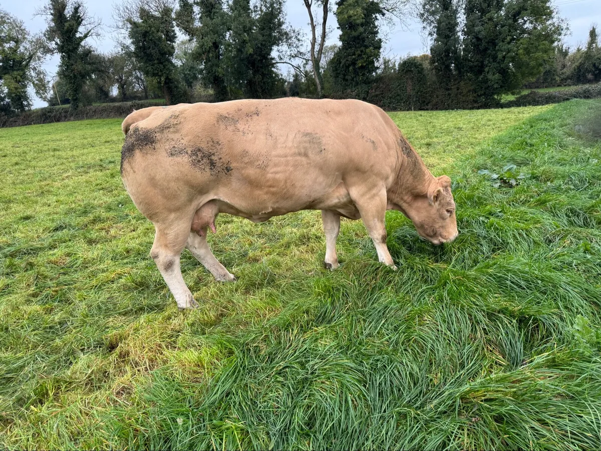 Heifer - Image 4