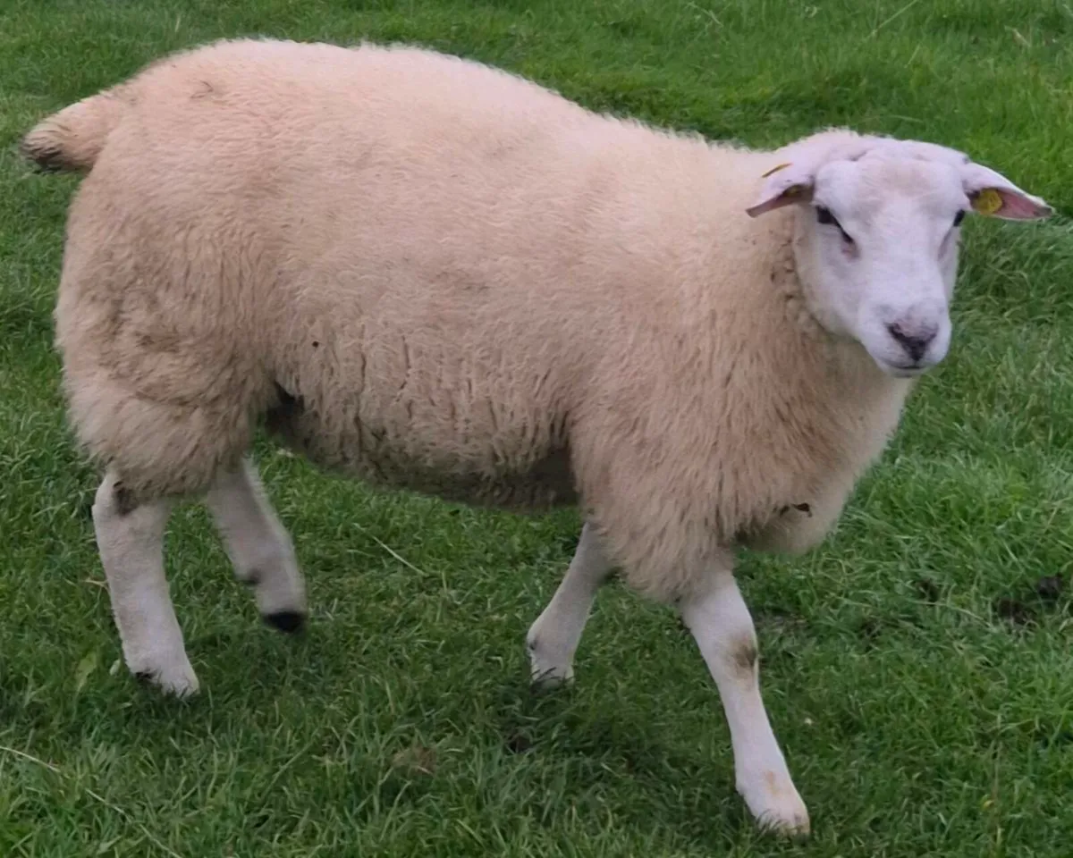 One Pedigree Belclare Ram Lamb (Non Sis ) - Image 3