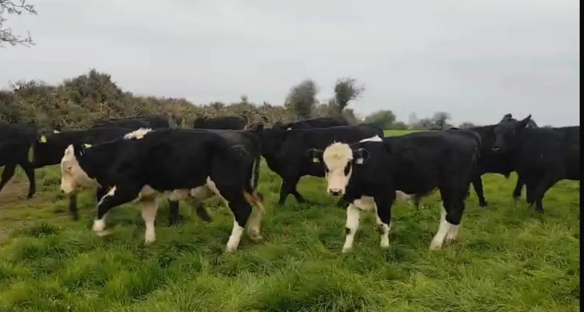 Cork Marts Corrin Thursday 30th  October - Image 3