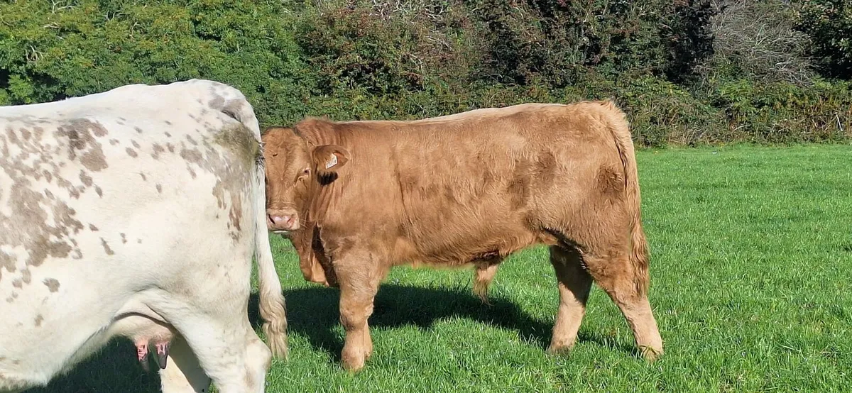 Cork Marts Corrin Thursday 30th  October - Image 4