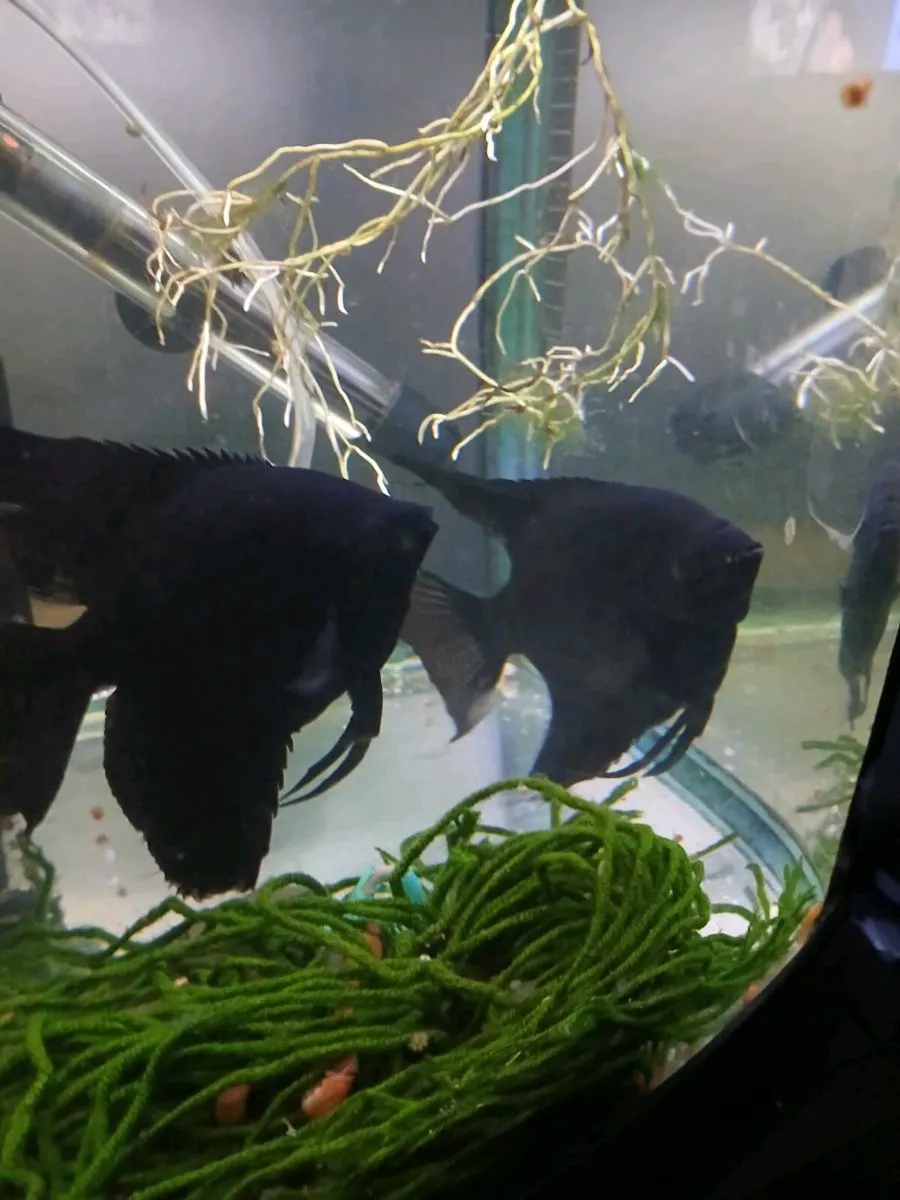 Tropical Fish - Image 1