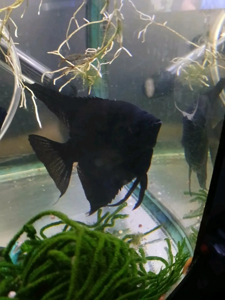 Tropical Fish - Image 2
