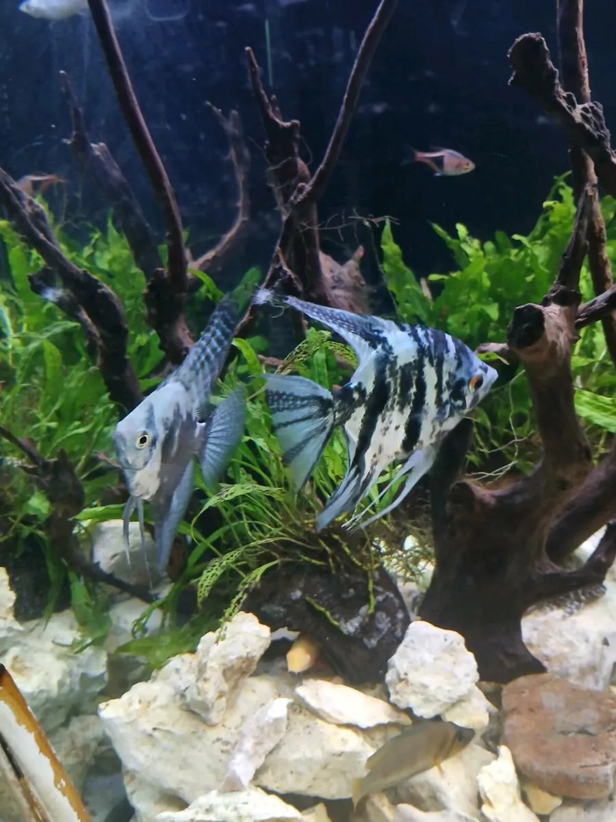 Tropical Fish - Image 3