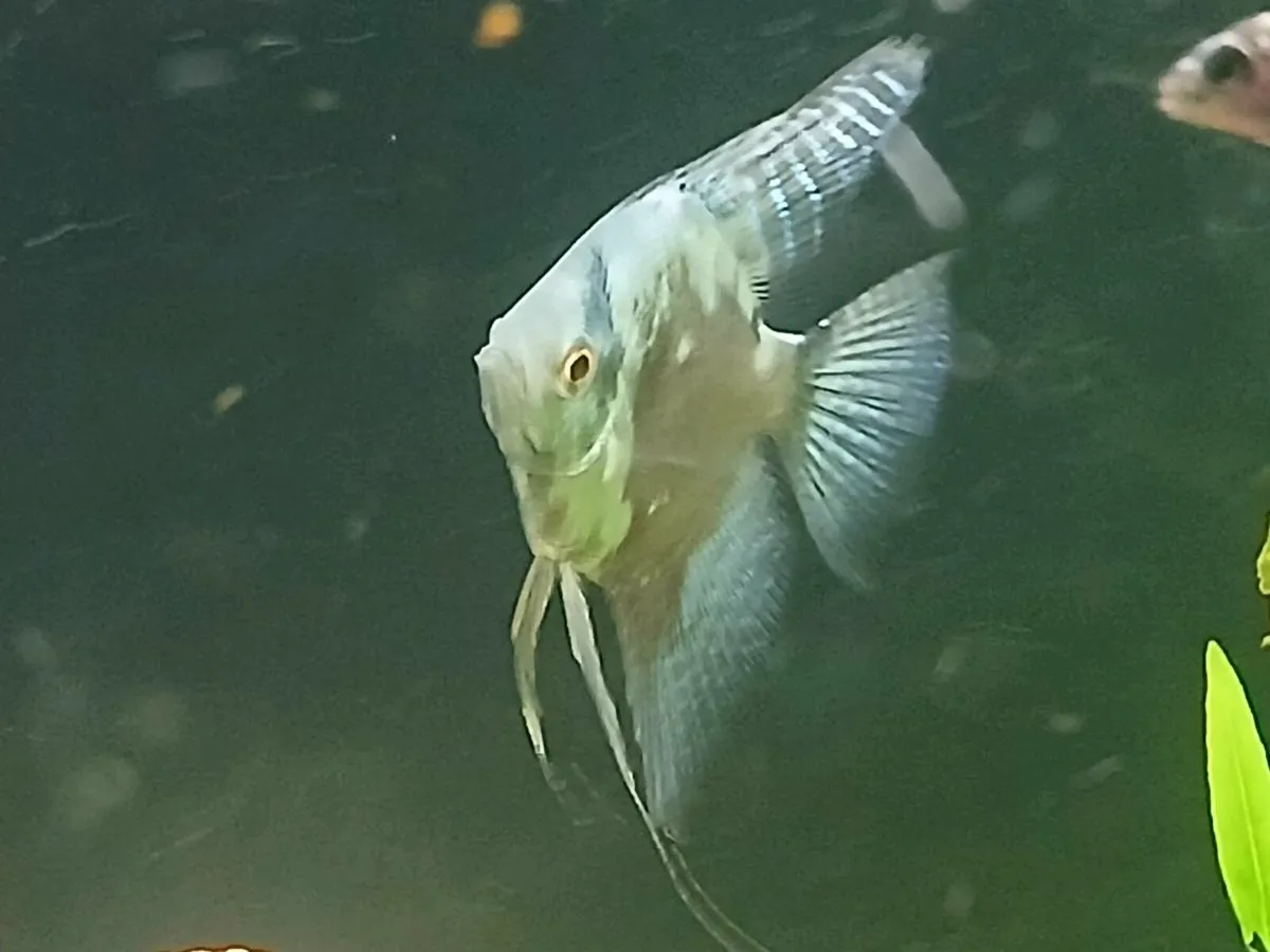 Tropical Fish - Image 4