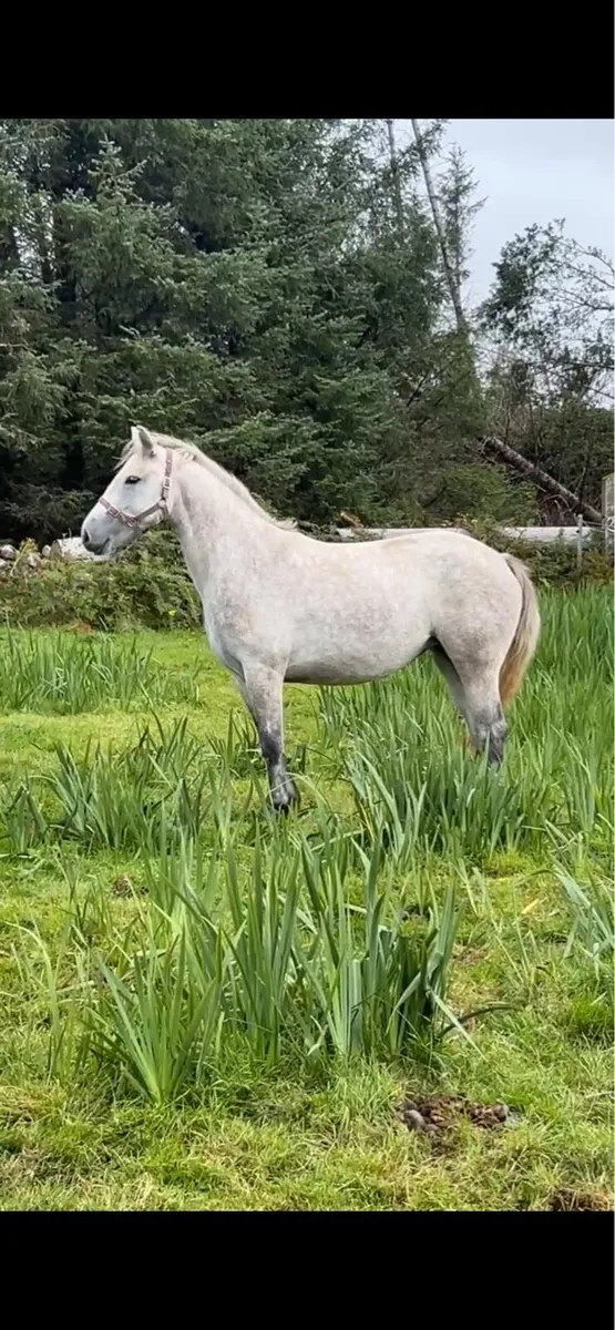 2 year old Connemara - Image 1