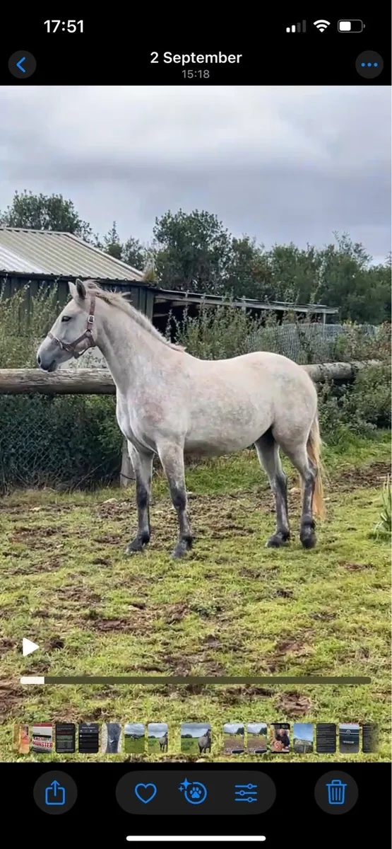 2 year old Connemara - Image 2