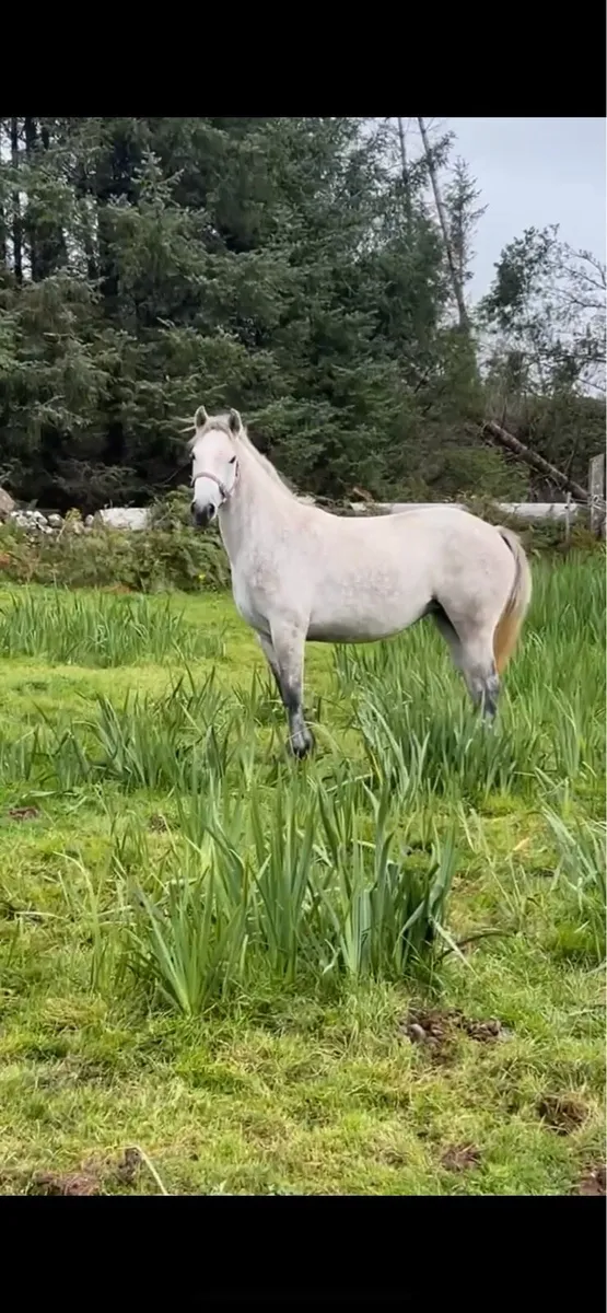 2 year old Connemara - Image 3