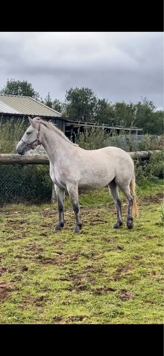 2 year old Connemara - Image 4