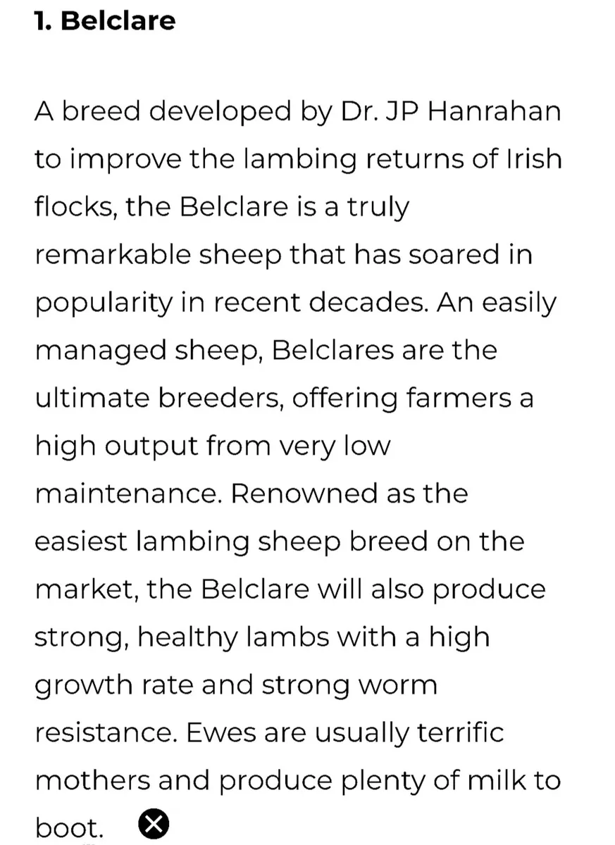 One Pedigree Belclare Ram Lamb (Non Sis ) - Image 4