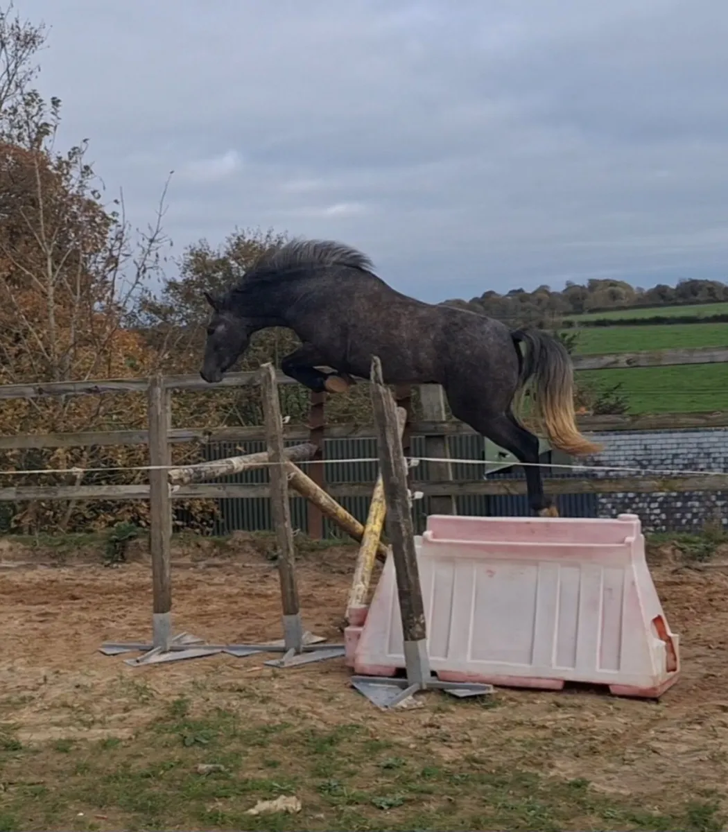 Connemara Pony - Image 1