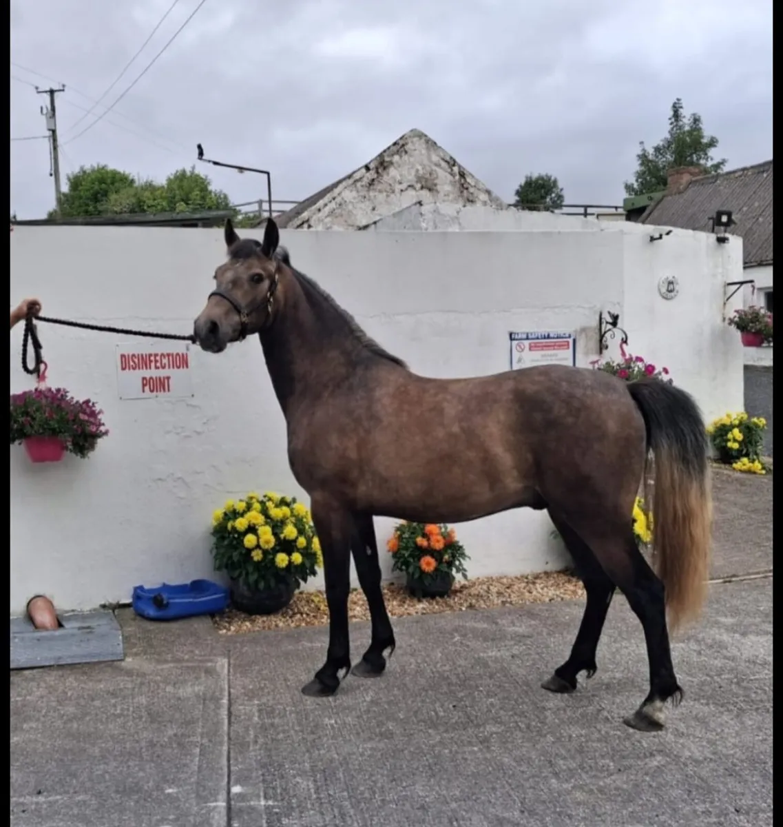 Connemara Pony - Image 3