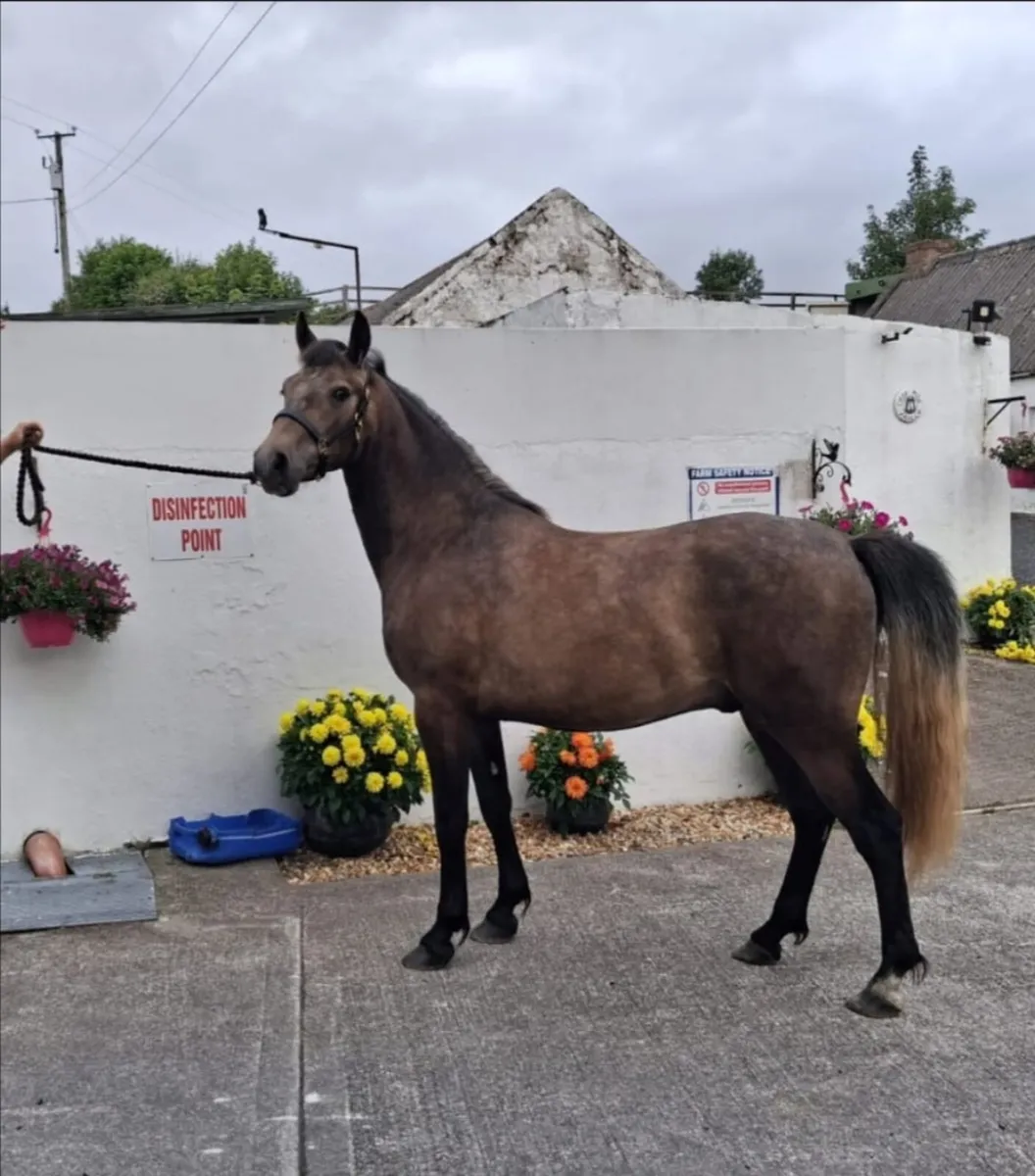 Connemara Pony - Image 4