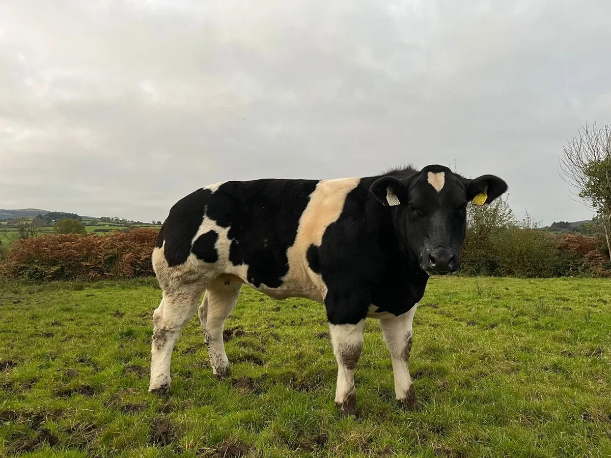 Weanling heifers - Image 1