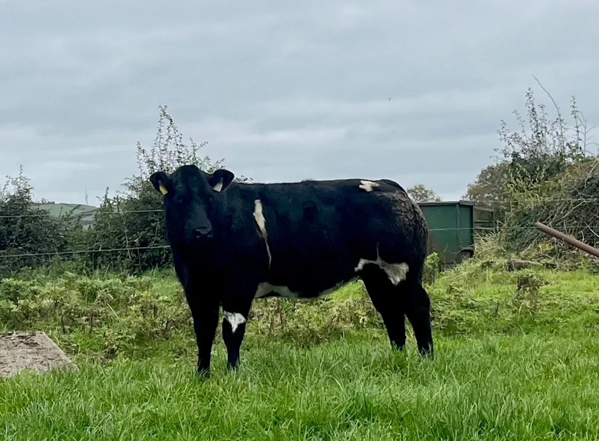 Weanling heifers - Image 2