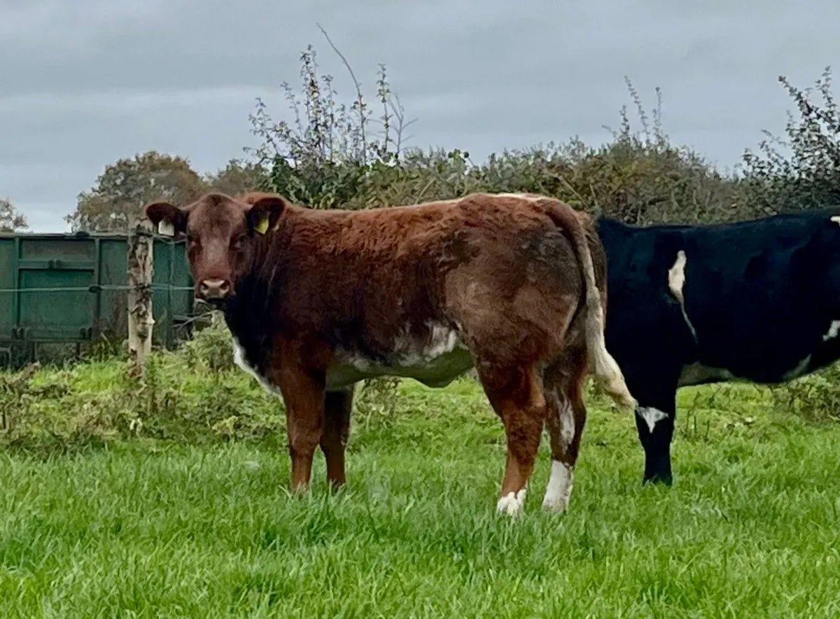 Weanling heifers - Image 3