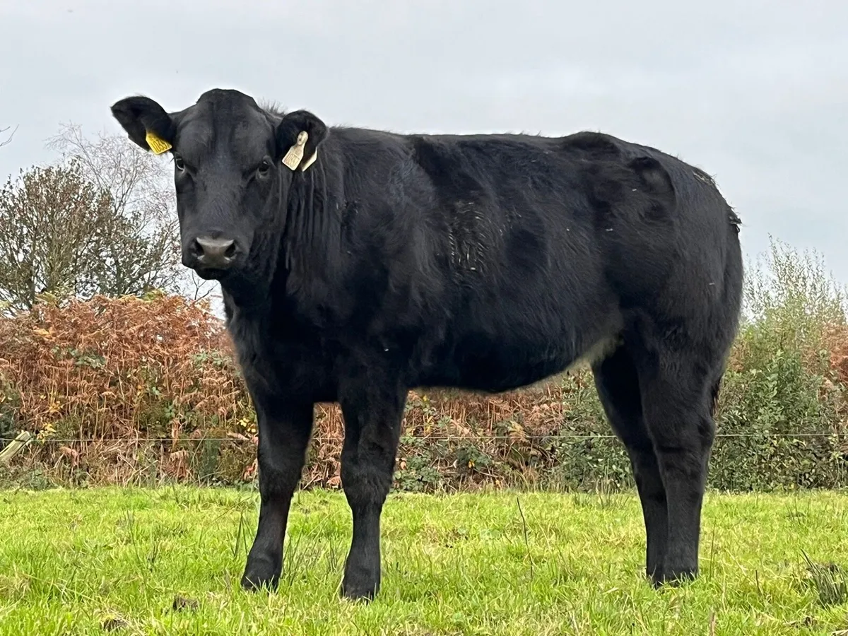 Weanling heifers - Image 4