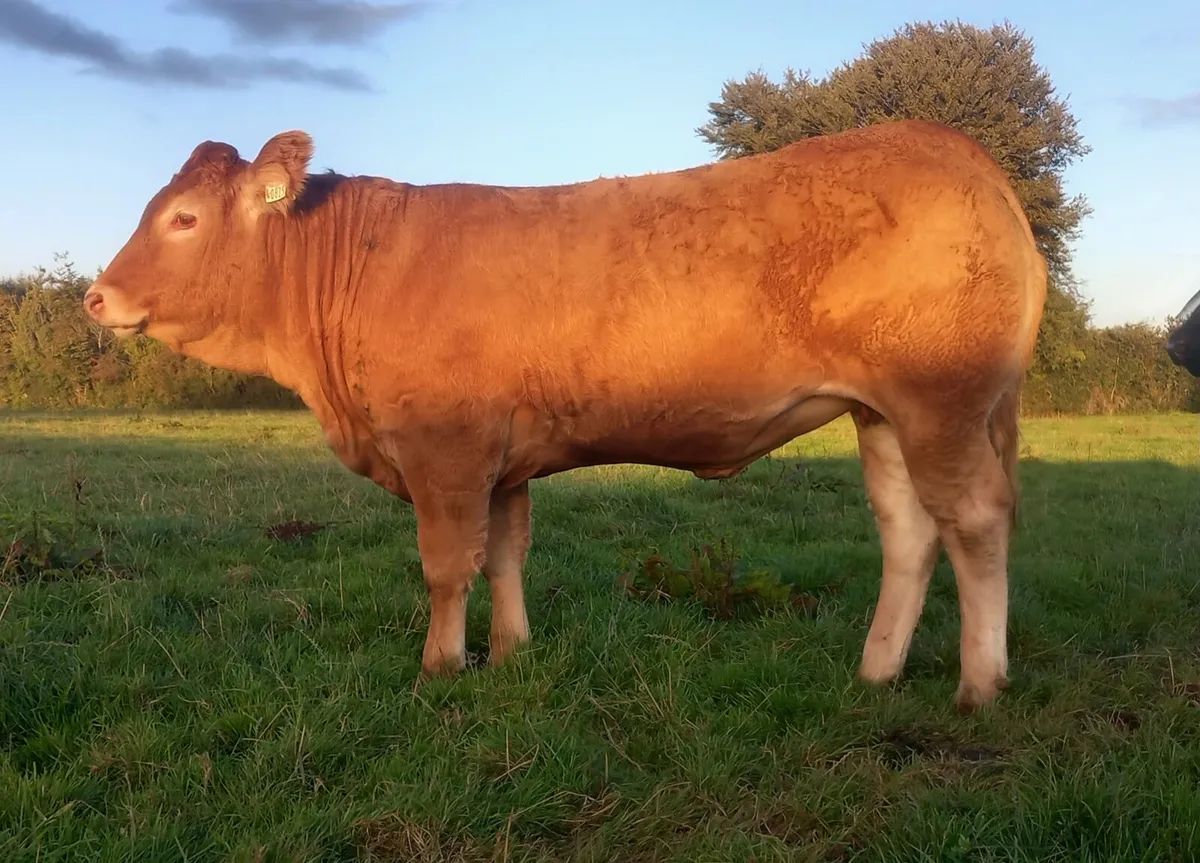 Top Quality Pbr Limousin heifers - Image 1