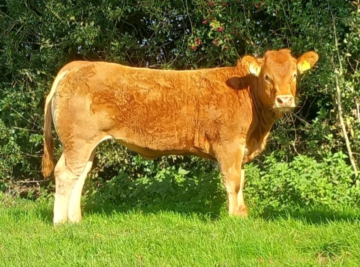 Top Quality Pbr Limousin heifers - Image 3