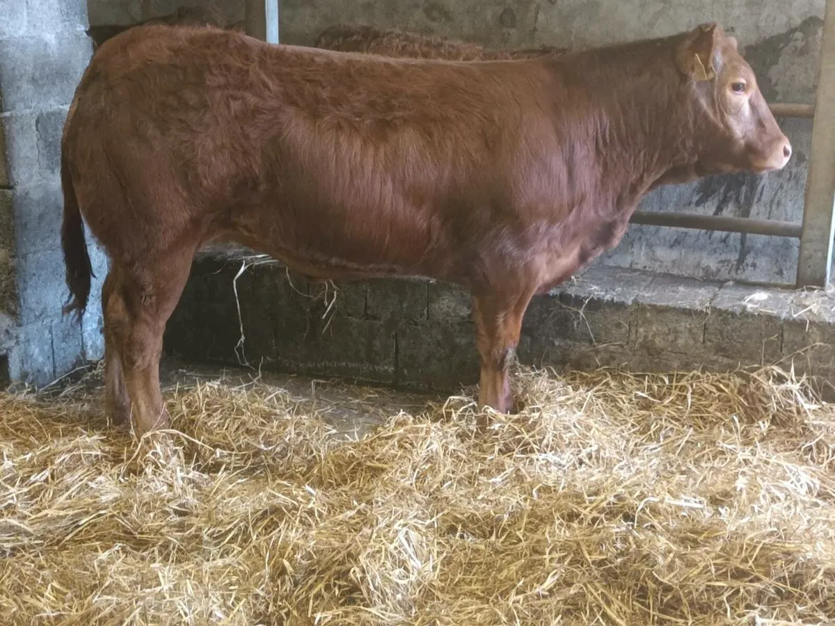 1 Top qualit  U  grade 4 Star LMX  Heifer for sale - Image 2