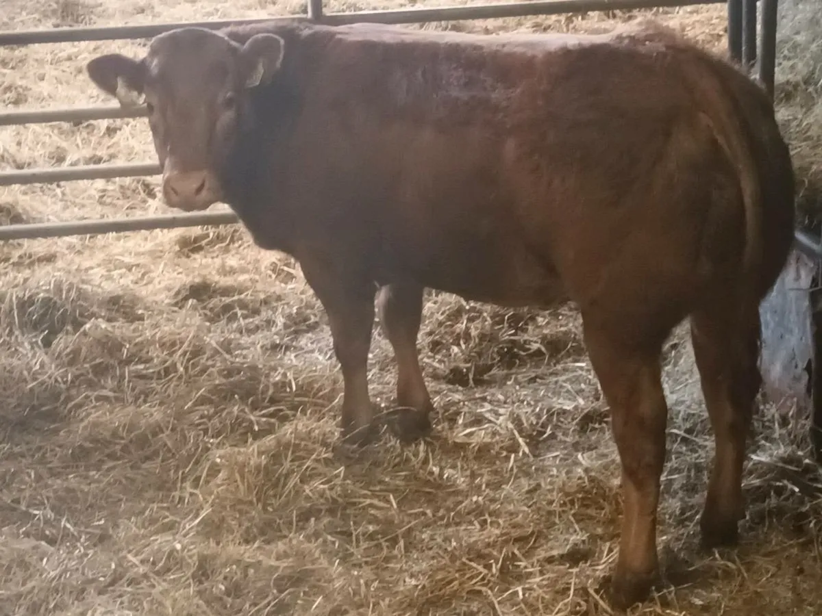 1 Top qualit  U  grade 4 Star LMX  Heifer for sale - Image 3