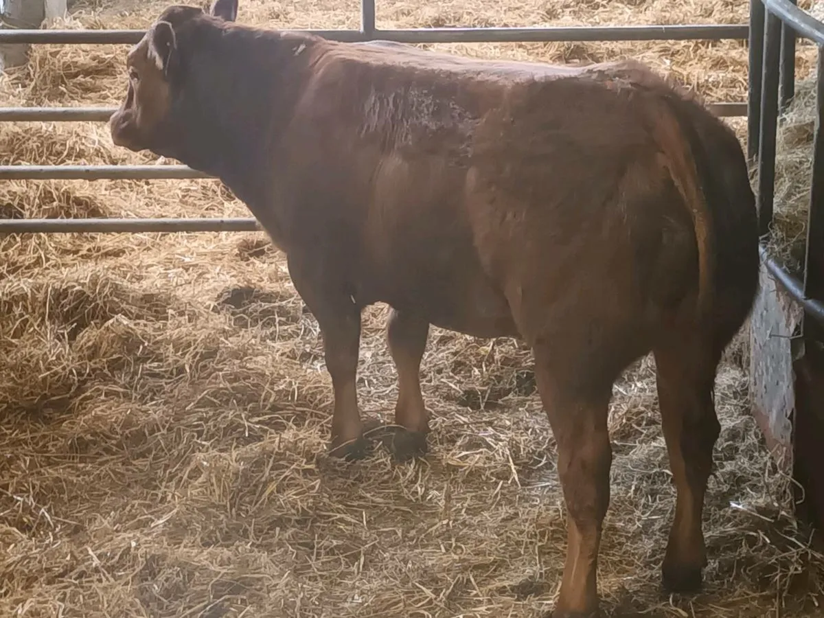 1 Top qualit  U  grade 4 Star LMX  Heifer for sale - Image 1