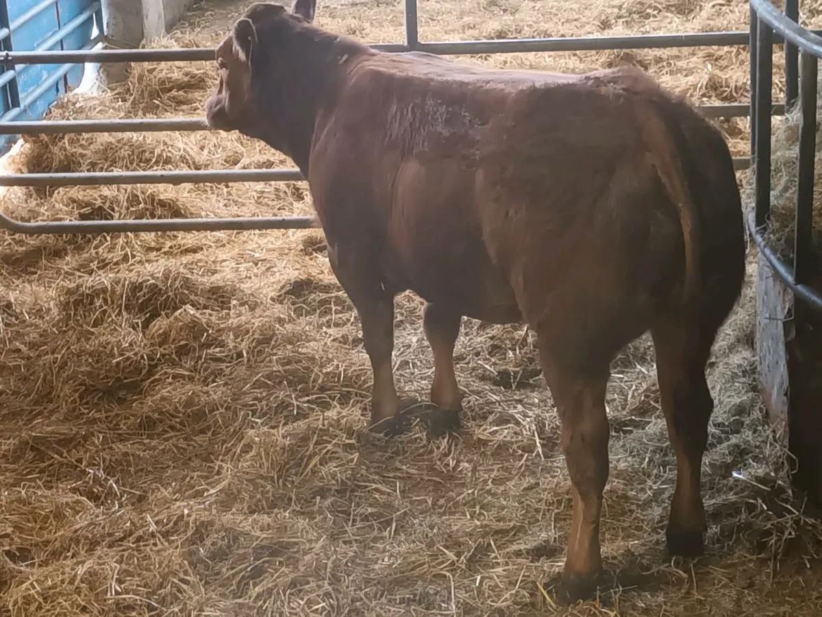 1 Top qualit  U  grade 4 Star LMX  Heifer for sale - Image 4