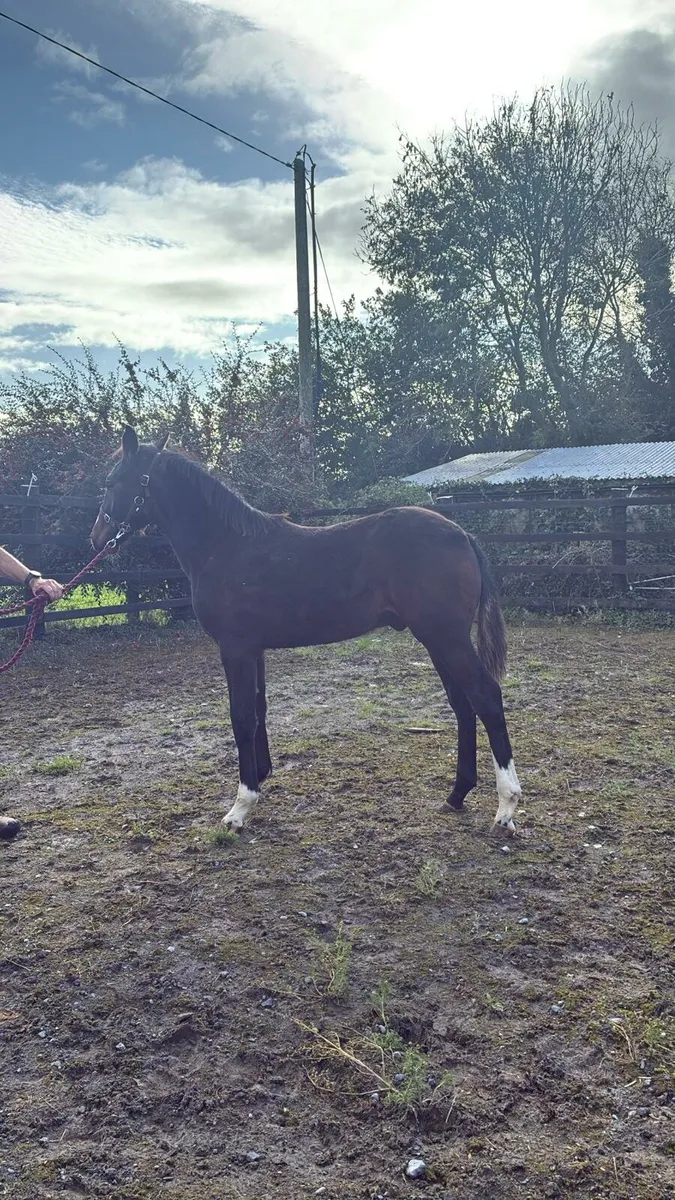 Colt foal - Image 1