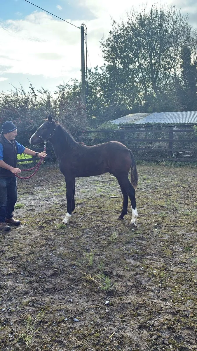 Colt foal - Image 2