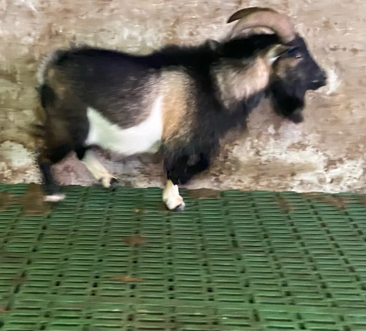 Female Pygmy goats for sale - Image 1