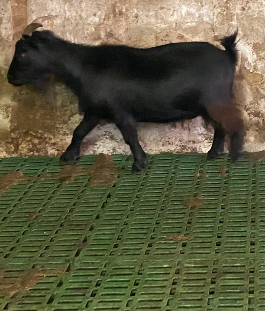 Female Pygmy goats for sale - Image 2