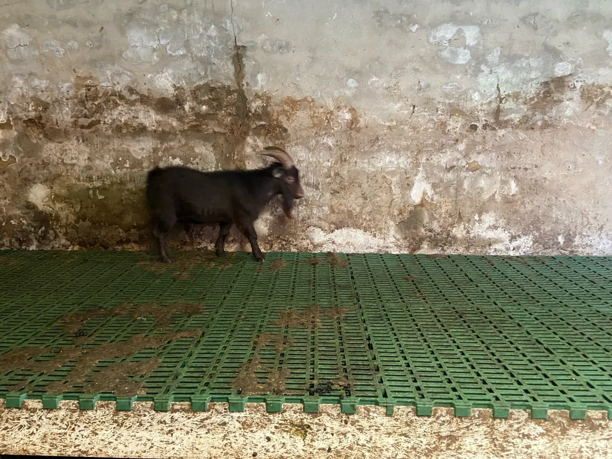 Female Pygmy goats for sale - Image 3