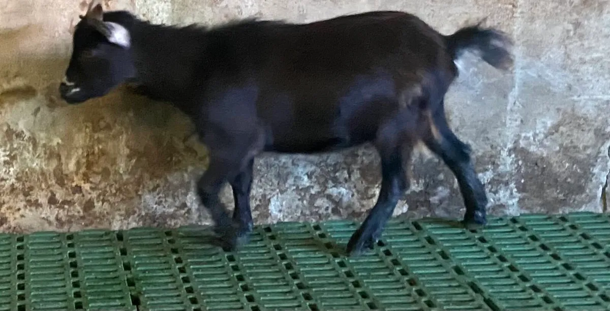 Female Pygmy goats for sale - Image 4