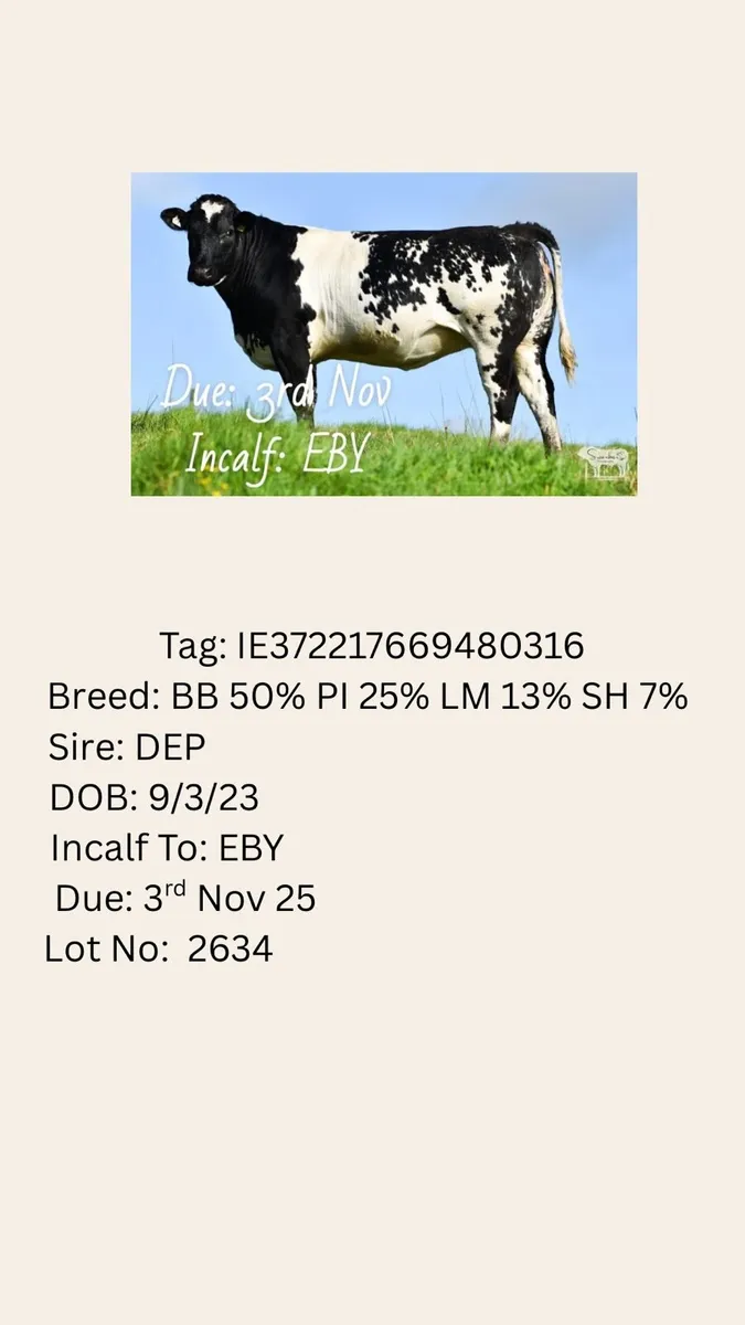 Henrys Incalfs Lot No 2634 to 2635 - Image 1