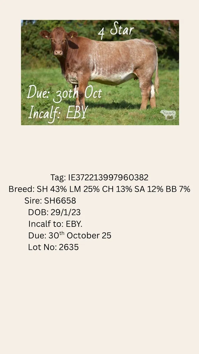 Henrys Incalfs Lot No 2634 to 2635 - Image 2